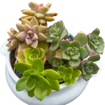 Succulent planter - Perfect for any occasion delivery is included in this price. 