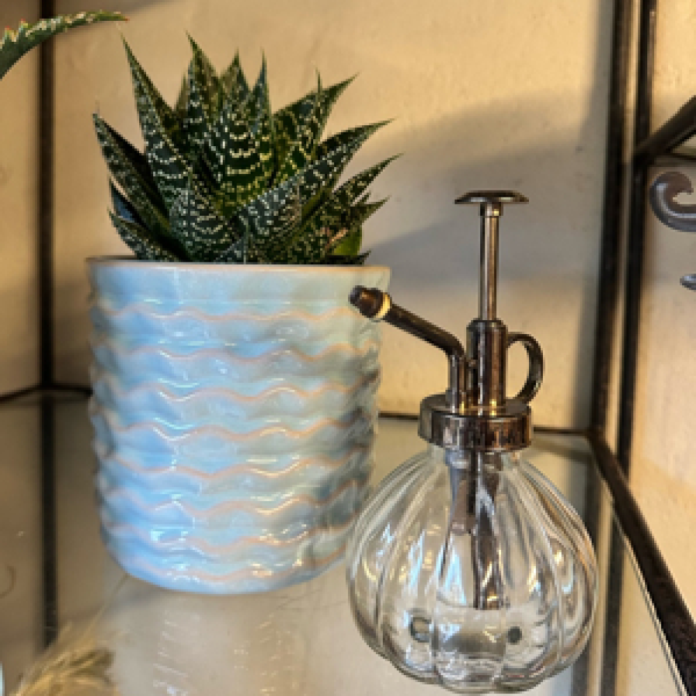 Succulent and Sprayer set