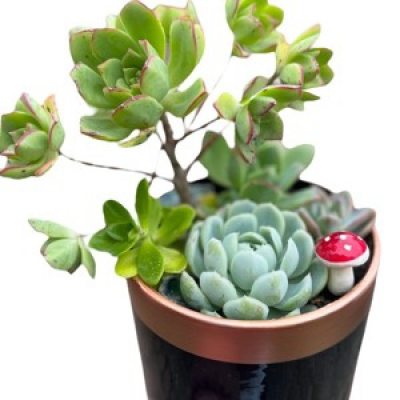 Succulent Planter - Perfect for any occasion delivery is included in this price.