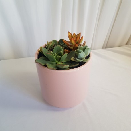 Succulent Planter Pot - Pink