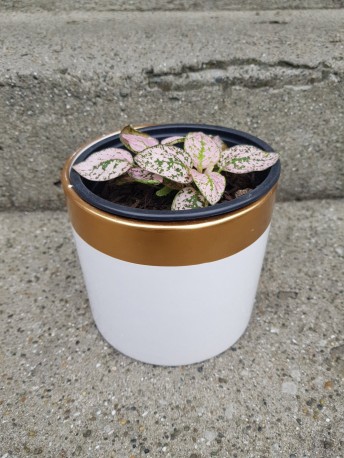 Polka Dot plant - Ceramic white and gold pot