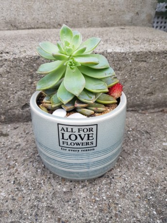 Potted Succulent - Green ceramic pot